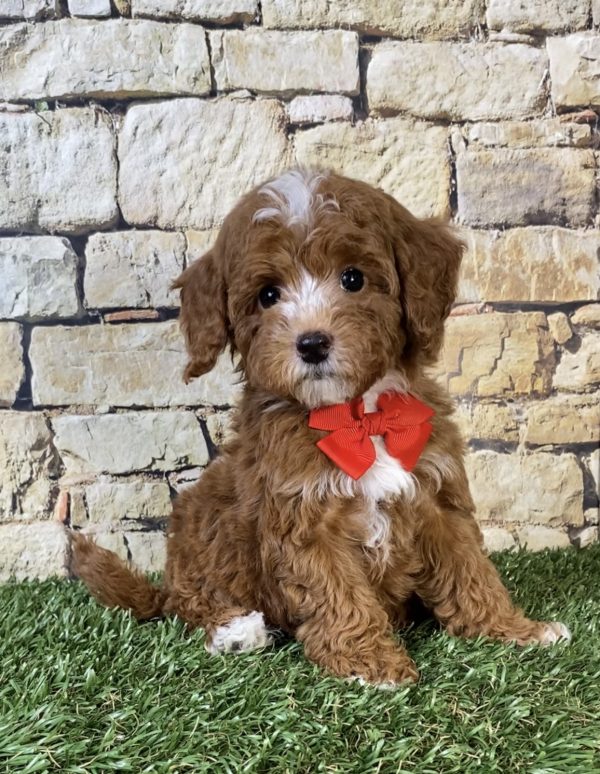 Mr. Sammy the F1B Micro Mini-Bernedoodle puppy