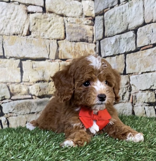 Mr. Sammy the F1B Micro Mini-Bernedoodle - Image 4