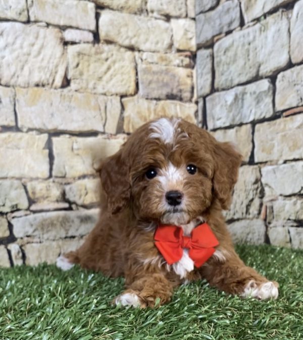 Mr. Sammy the F1B Micro Mini-Bernedoodle - Image 5