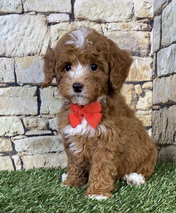 Mr. Sammy the F1B Micro Mini-Bernedoodle - Image 7