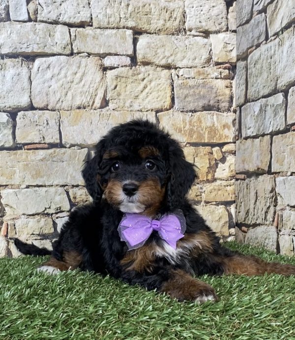 Ms. Sue the F1B Micro Mini-Bernedoodle - Image 2