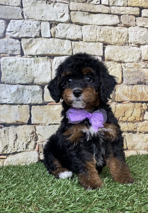 Ms. Sue the F1B Micro Mini-Bernedoodle - Image 3