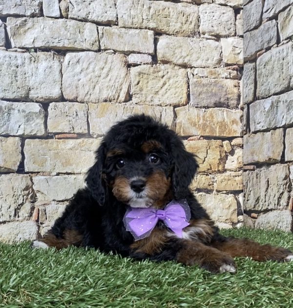 Ms. Sue the F1B Micro Mini-Bernedoodle - Image 4