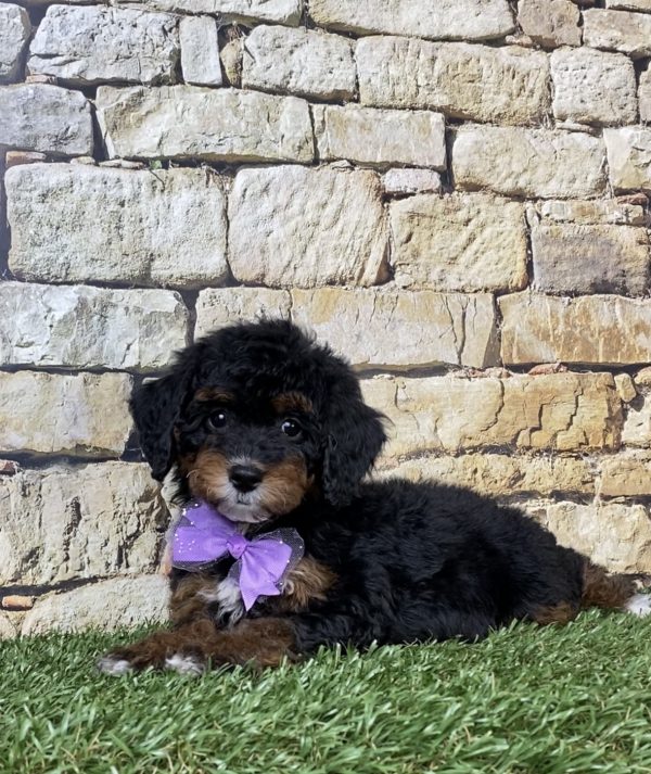 Ms. Sue the F1B Micro Mini-Bernedoodle - Image 5