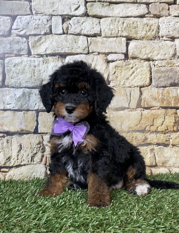 Ms. Sue the F1B Micro Mini-Bernedoodle puppy