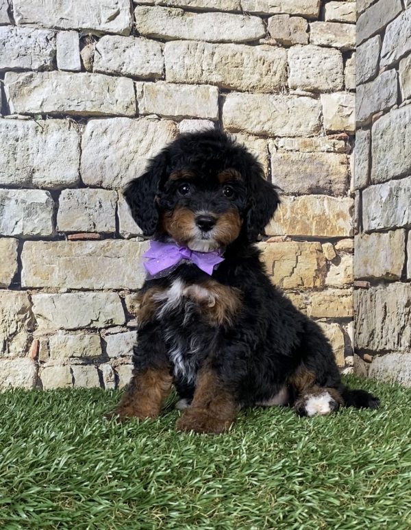 Ms. Sue the F1B Micro Mini-Bernedoodle - Image 6