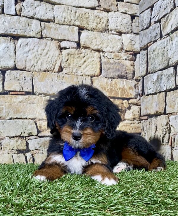 Photo of Mr. Aaron the Mini-Bernedoodle puppy