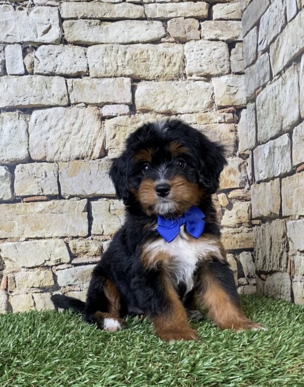Photo of Mr. Aaron the Mini-Bernedoodle puppy
