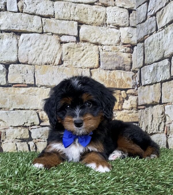 Photo of Mr. Aaron the Mini-Bernedoodle puppy