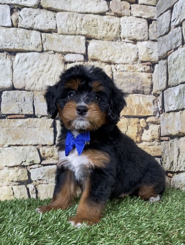 Mr. Aaron the  Mini-Bernedoodle puppy