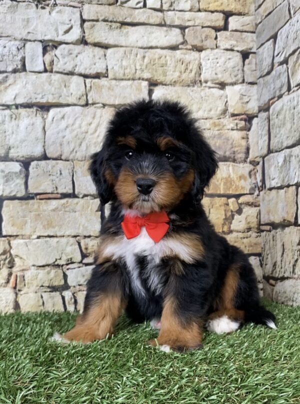 Mr. Adam the  Mini-Bernedoodle puppy