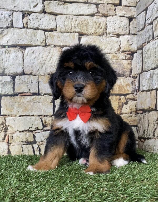 Photo of Mr. Adam the Mini-Bernedoodle puppy