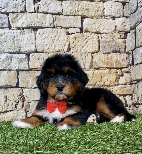 Photo of Mr. Adam the Mini-Bernedoodle puppy