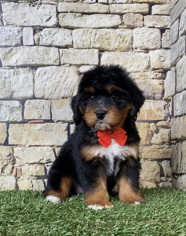 Photo of Mr. Adam the Mini-Bernedoodle puppy