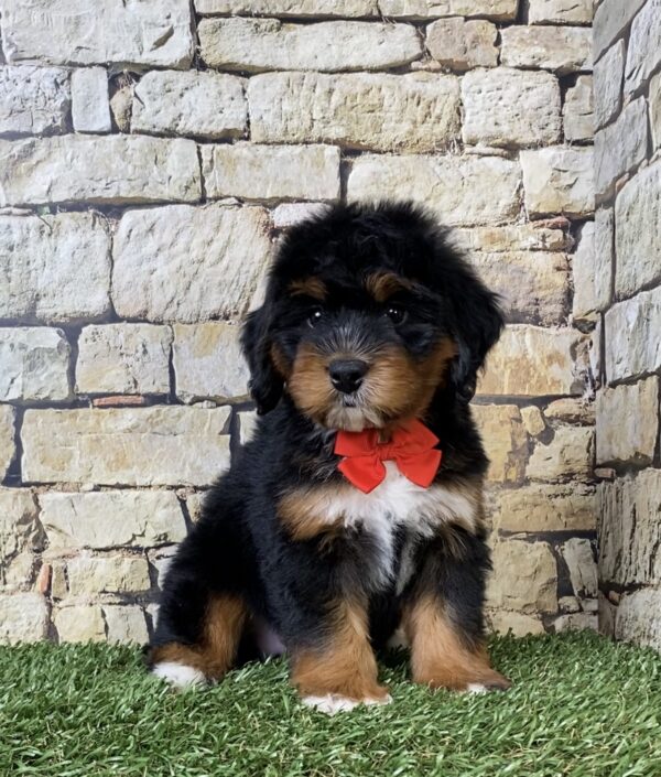 Photo of Mr. Adam the Mini-Bernedoodle puppy