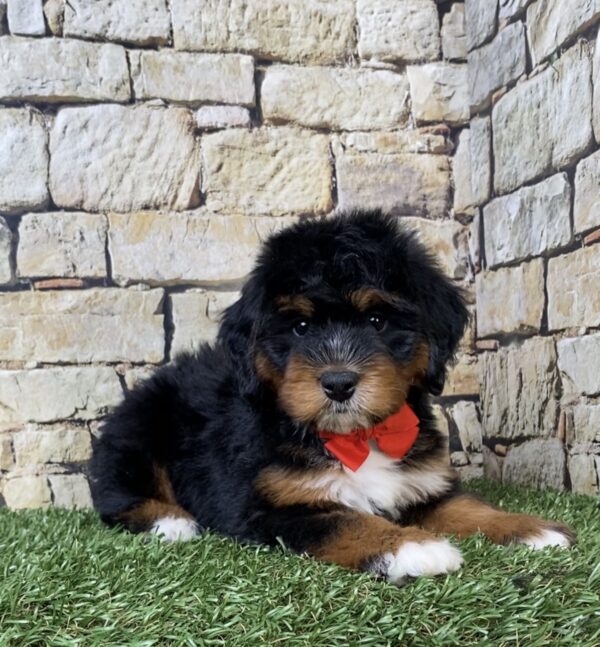 Photo of Mr. Adam the Mini-Bernedoodle puppy