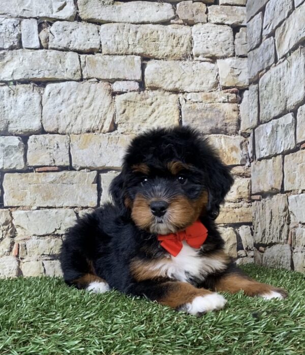 Photo of Mr. Adam the Mini-Bernedoodle puppy