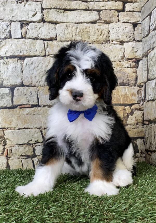 Mr. Aero the  Mini-Bernedoodle puppy