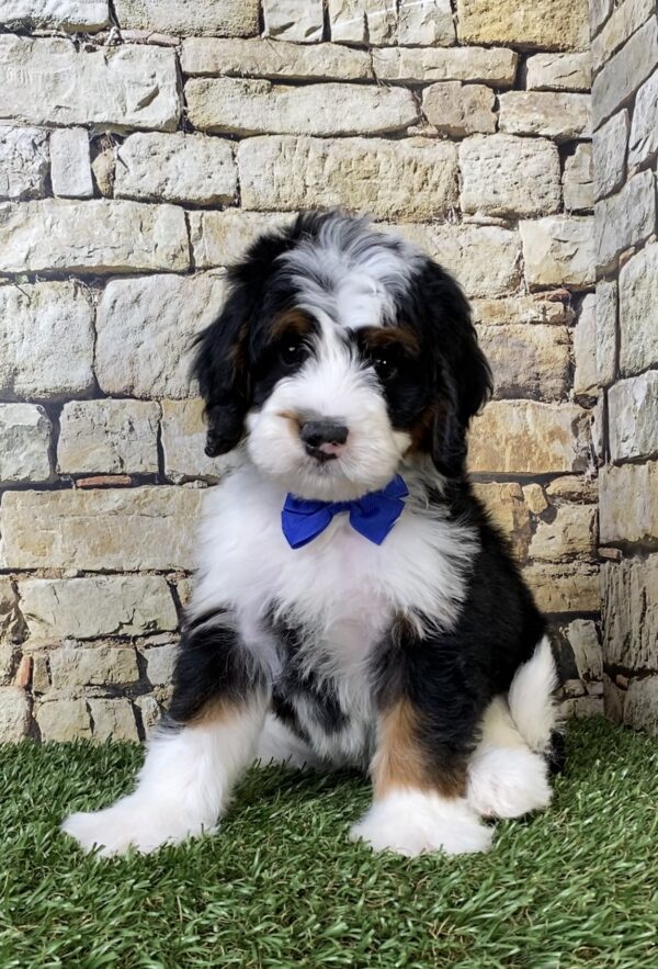Photo of Mr. Aero the Mini-Bernedoodle puppy
