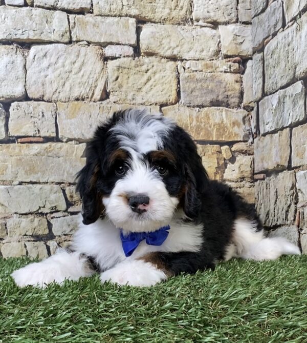 Photo of Mr. Aero the Mini-Bernedoodle puppy