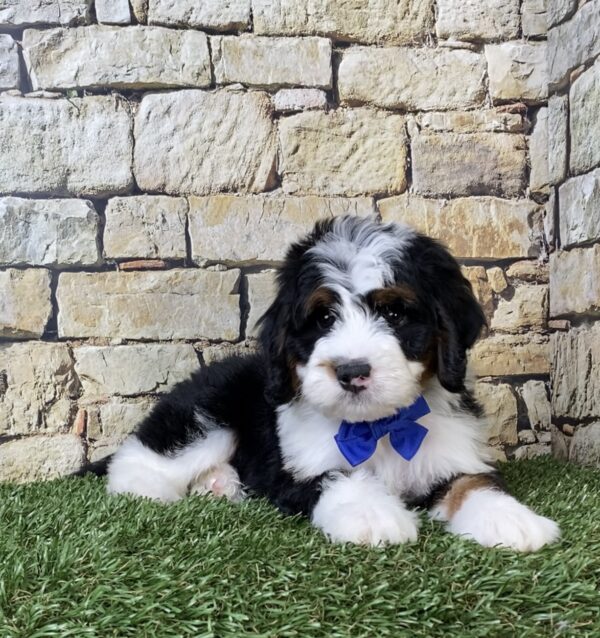 Photo of Mr. Aero the Mini-Bernedoodle puppy