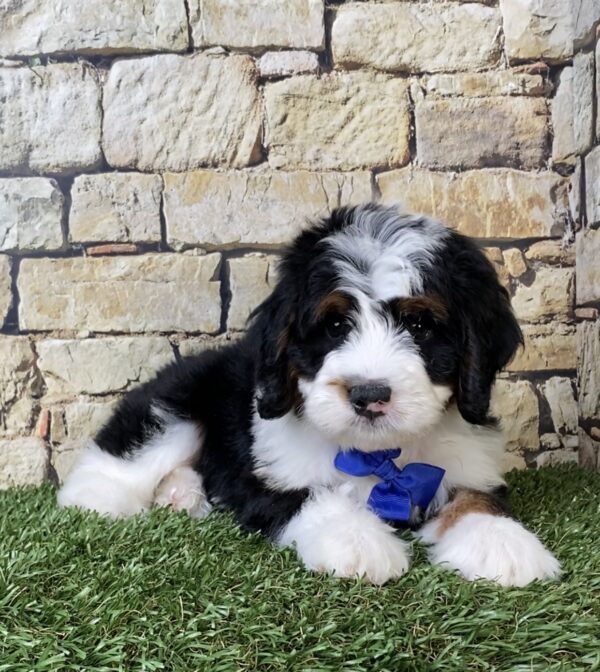 Photo of Mr. Aero the Mini-Bernedoodle puppy