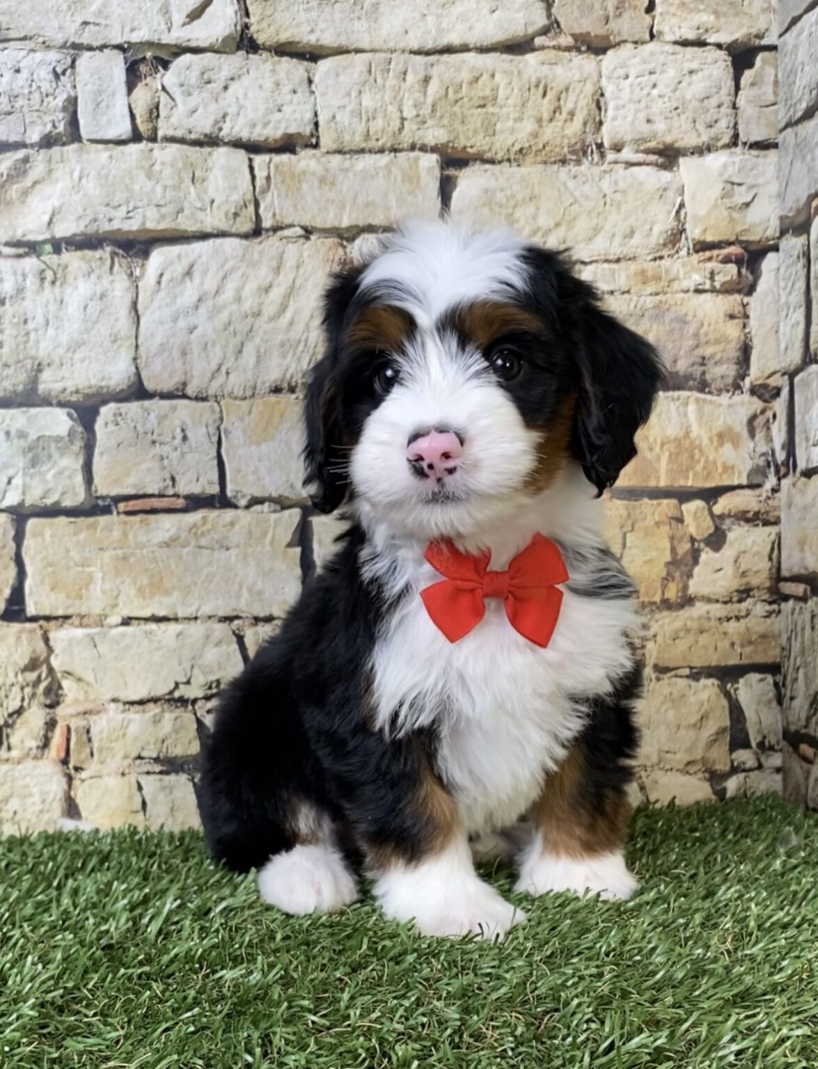 Photo of Mr. Alex the Mini-Bernedoodle puppy