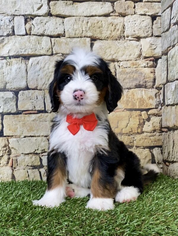 Photo of Mr. Alex the Mini-Bernedoodle puppy