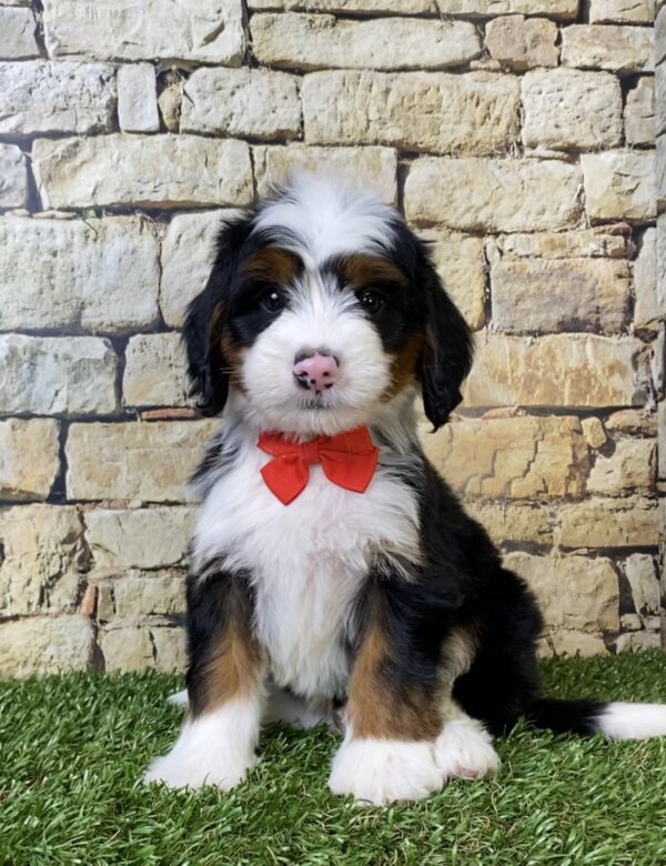 Photo of Mr. Alex the Mini-Bernedoodle puppy