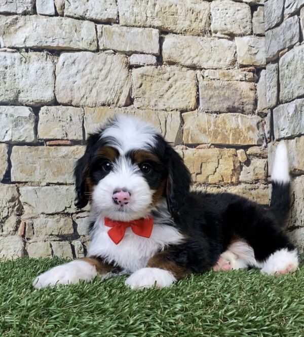 Photo of Mr. Alex the Mini-Bernedoodle puppy