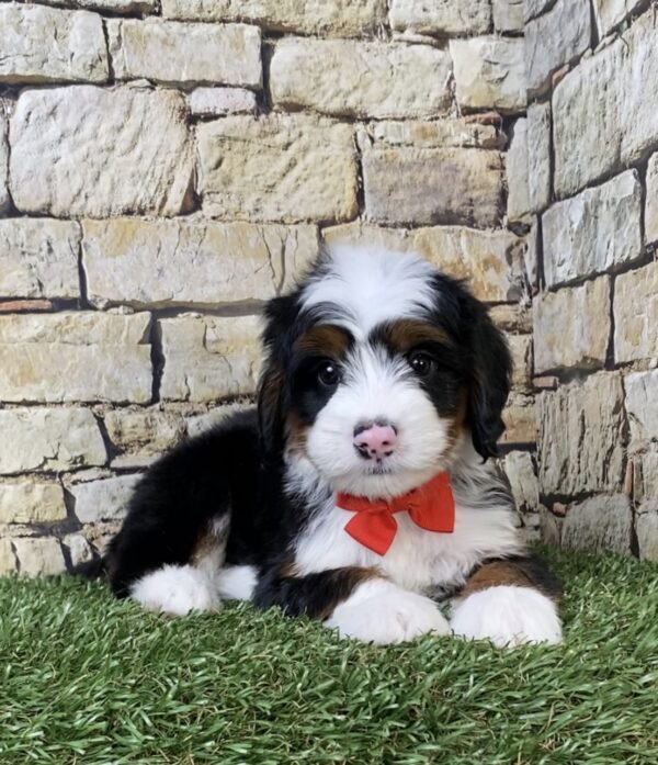 Photo of Mr. Alex the Mini-Bernedoodle puppy