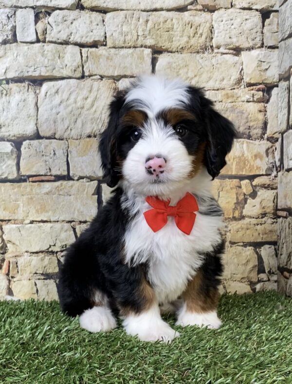 Photo of Mr. Alex the Mini-Bernedoodle puppy