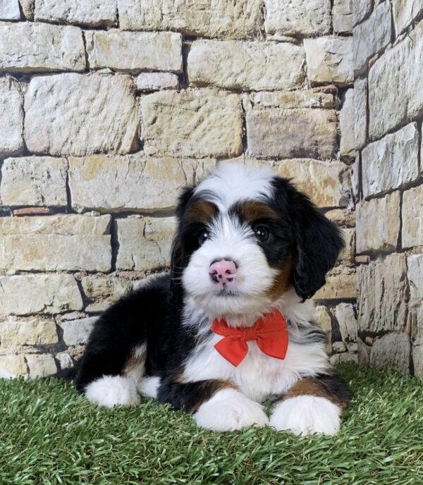 Photo of Mr. Alex the Mini-Bernedoodle puppy
