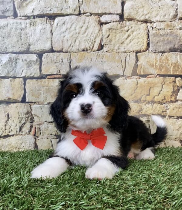 Photo of Mr. Asher the Mini-Bernedoodle puppy