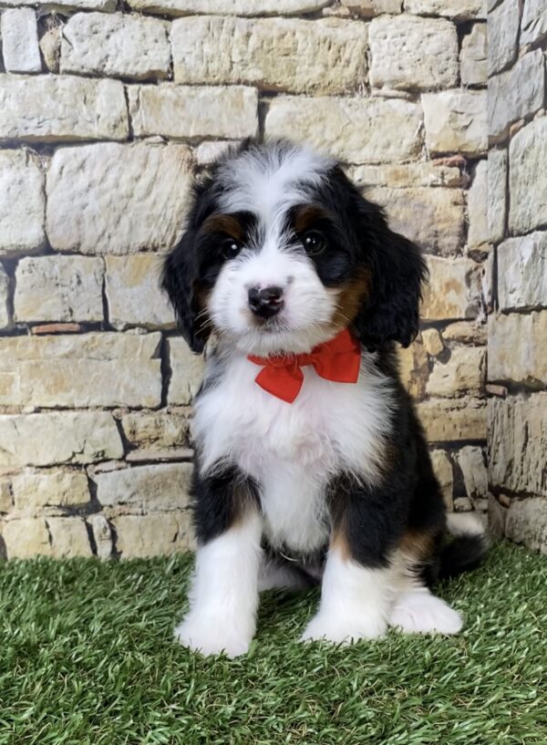 Photo of Mr. Asher the Mini-Bernedoodle puppy