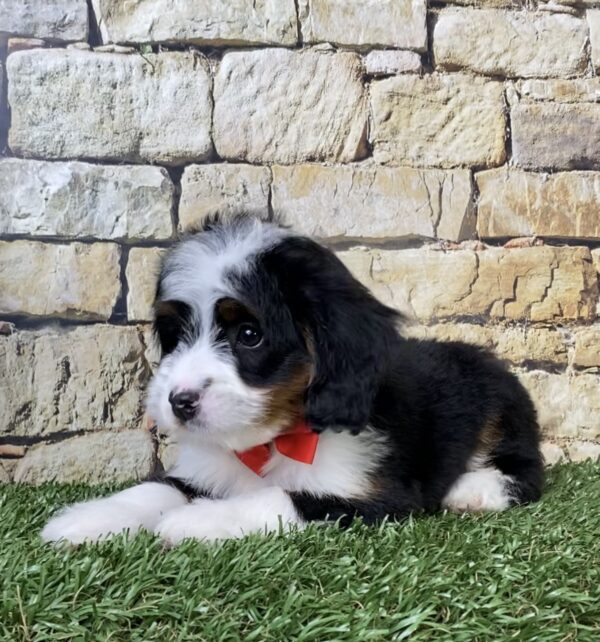 Photo of Mr. Asher the Mini-Bernedoodle puppy