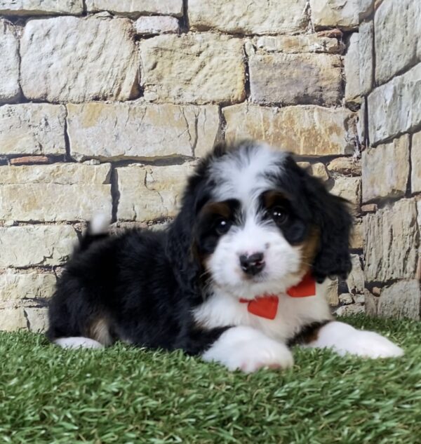 Photo of Mr. Asher the Mini-Bernedoodle puppy