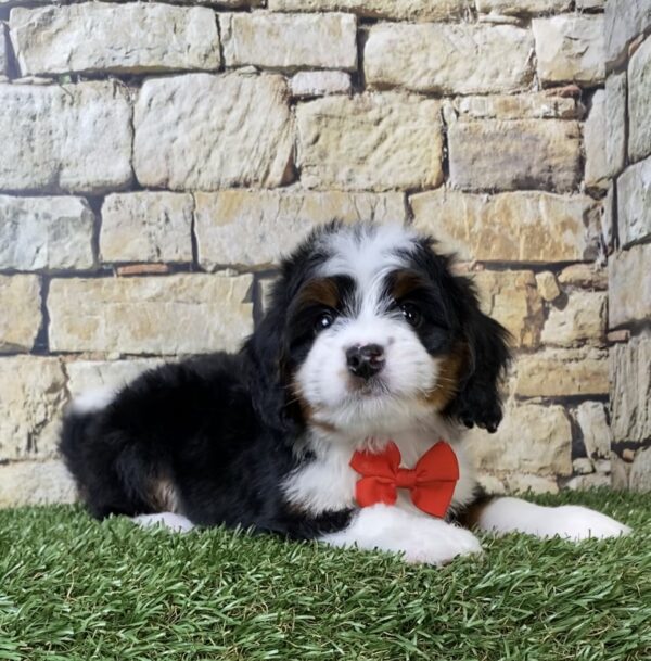 Photo of Mr. Asher the Mini-Bernedoodle puppy