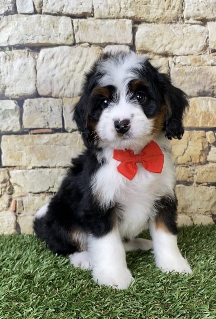 Photo of Mr. Asher the Mini-Bernedoodle puppy