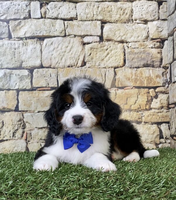 Photo of Mr. Austin the Mini-Bernedoodle puppy