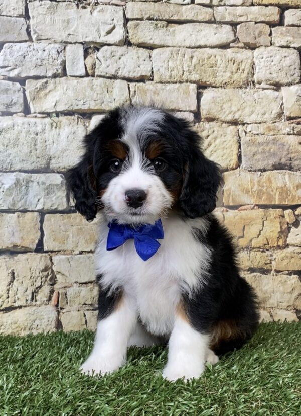 Photo of Mr. Austin the Mini-Bernedoodle puppy