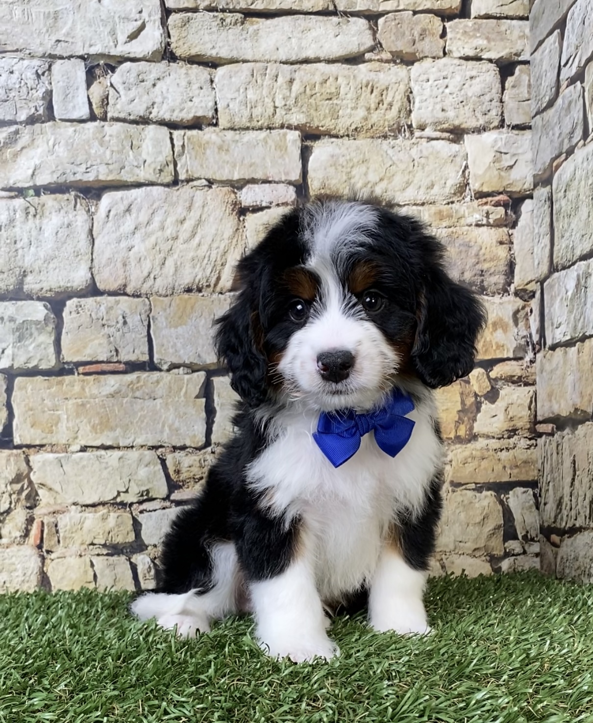 Photo of Mr. Austin the Mini-Bernedoodle puppy