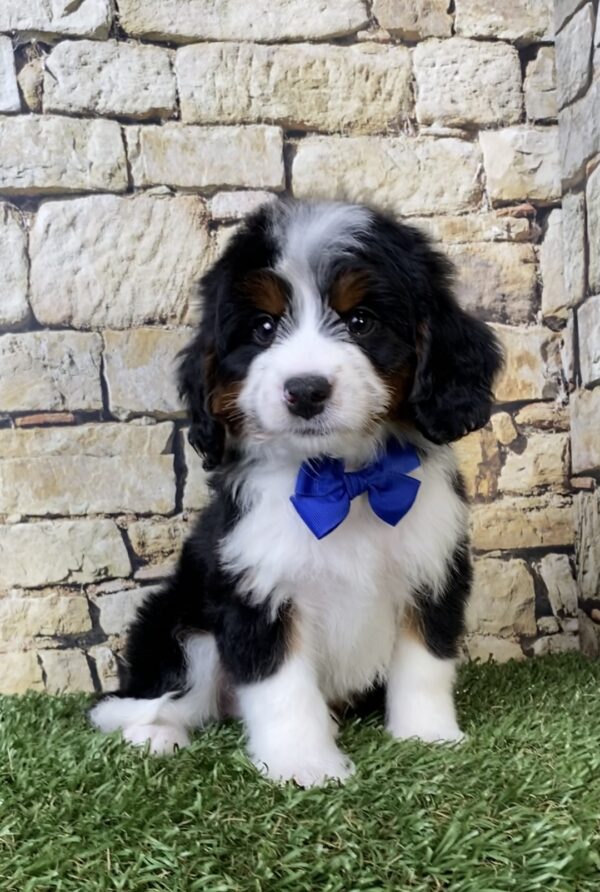 Photo of Mr. Austin the Mini-Bernedoodle puppy