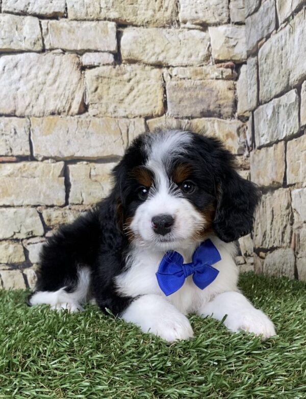 Photo of Mr. Austin the Mini-Bernedoodle puppy