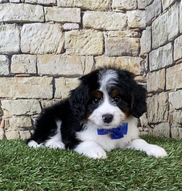 Photo of Mr. Austin the Mini-Bernedoodle puppy