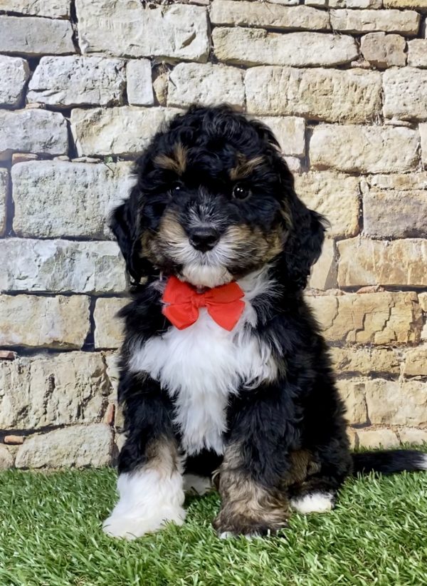 Photo of Mr. Nate the Mini-Bernedoodle puppy