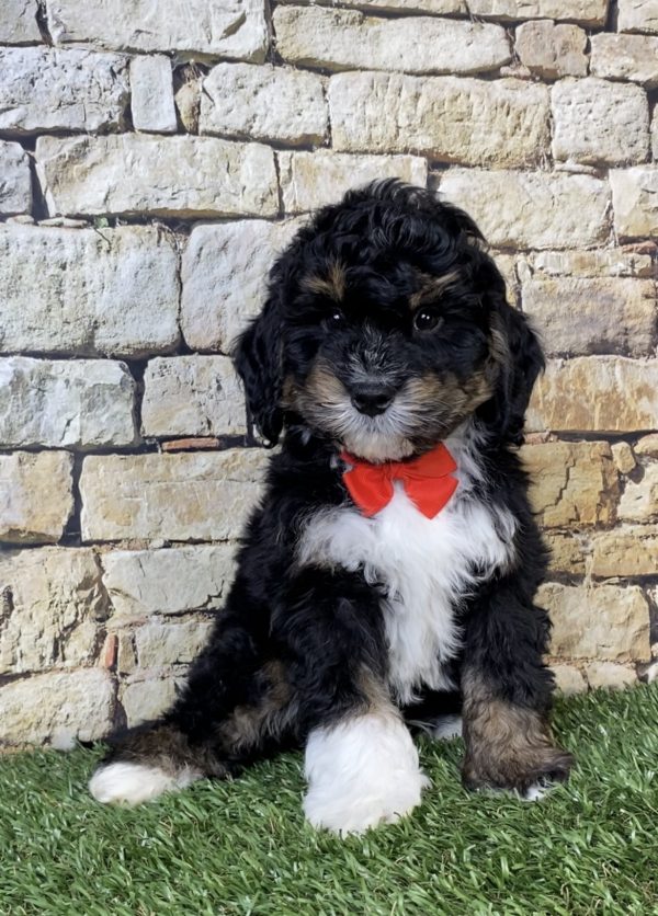 Mr. Nate the  Mini-Bernedoodle puppy