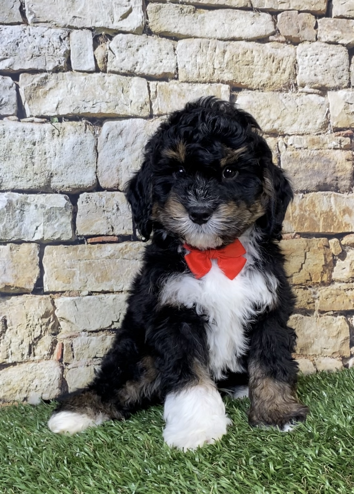 Photo of Mr. Nate the Mini-Bernedoodle puppy