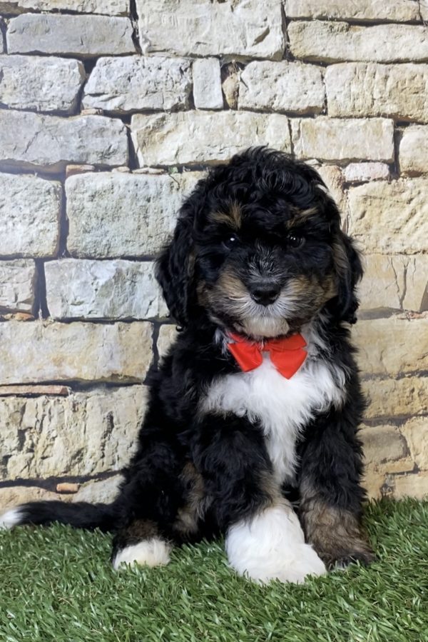 Photo of Mr. Nate the Mini-Bernedoodle puppy