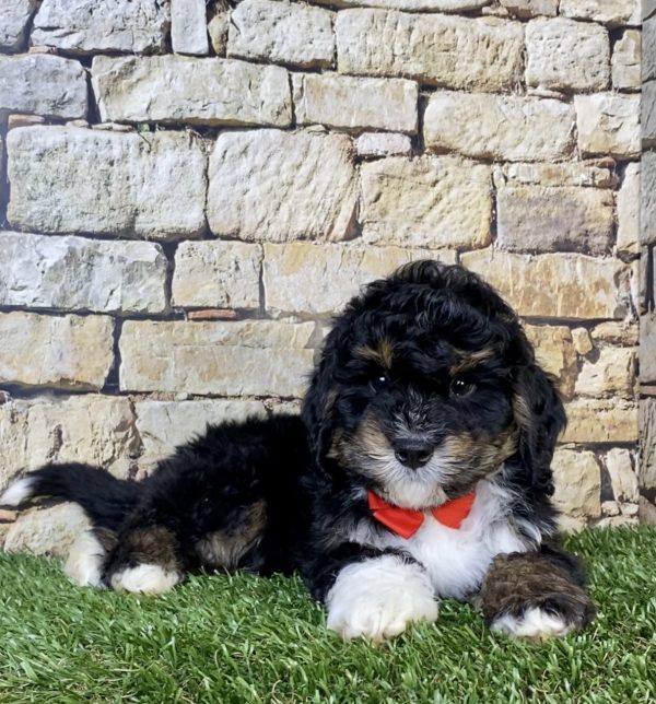 Photo of Mr. Nate the Mini-Bernedoodle puppy
